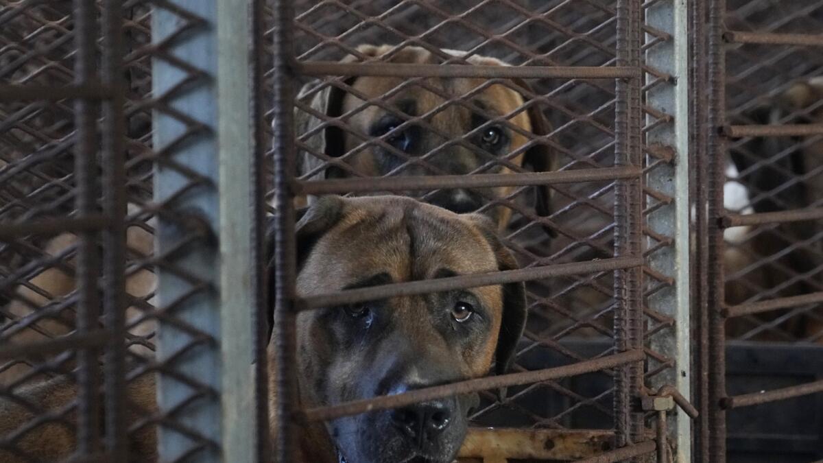 Dogs are seen in a cage at a dog farm in Pyeongtaek. — AP