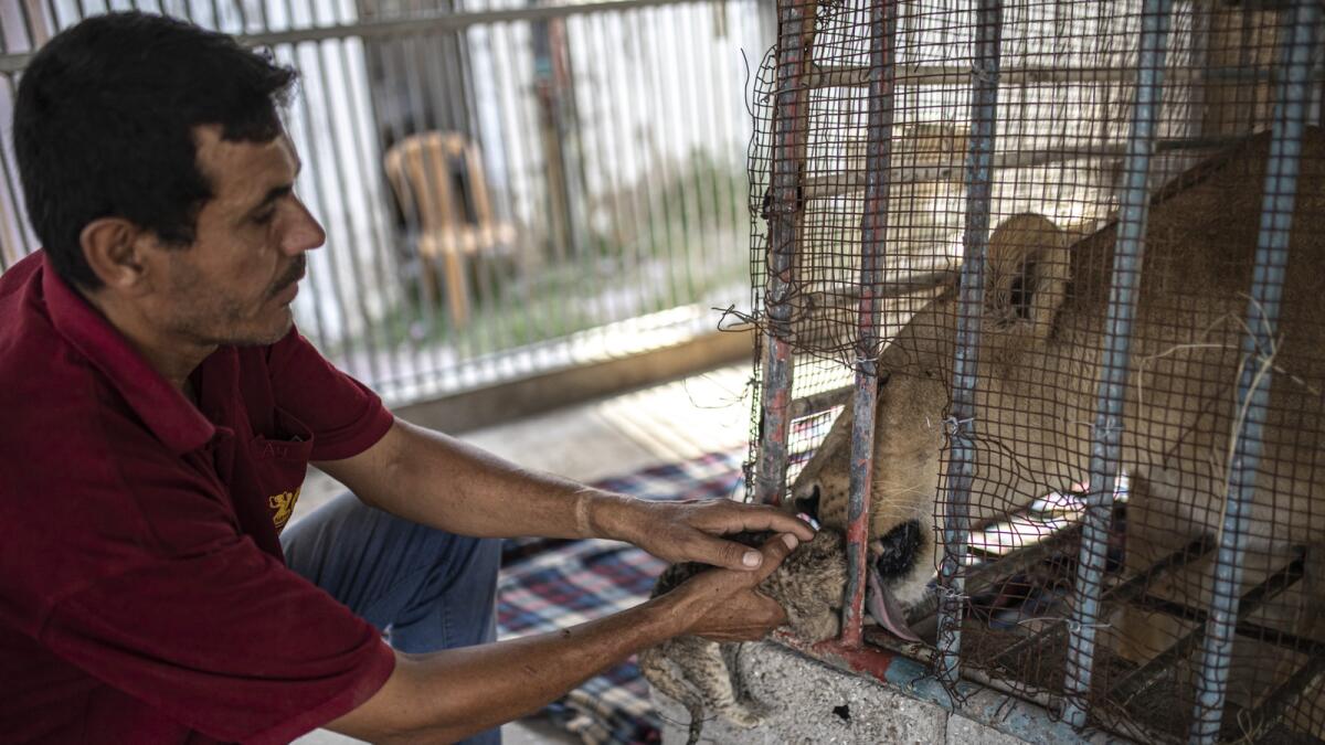 A Palestinian employee helps a lioness clean her newborn lion cub at Nama zoo in Gaza City. — AP