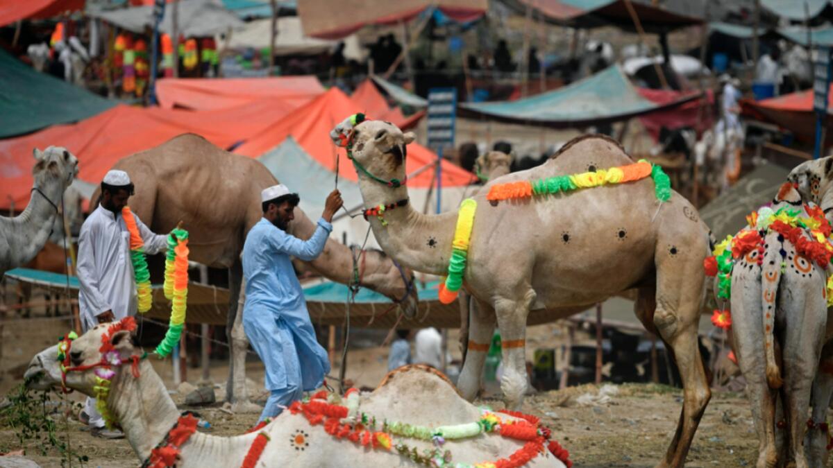 Livestock vendors decorate their camels ahead of the Eid Al Adha, at a cattle market in Rawalpindi, Pakistan. Photo: AFP