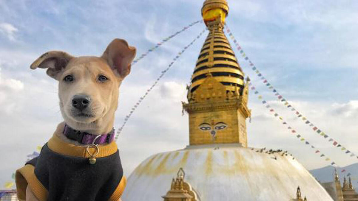 Photos: Lucky Indian dog Chapati is vacationing  around Asia like a boss