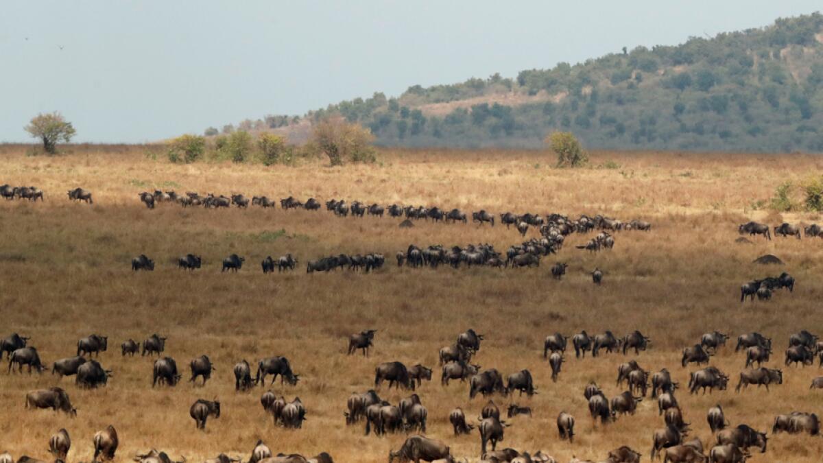 Wildebeests (Connochaetes taurinus) gather as they prepare to cross the Mara river during their migration to the greener pastures, between the Maasai Mara game reserve and the open plains of the Serengeti, southwest of Nairobi, in the Maasai Mara game reserve, Kenya. Photo: Reuters