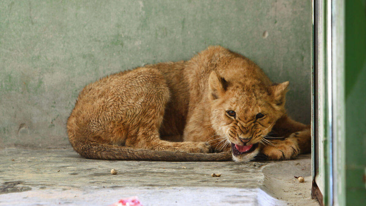 One more person arrested in lioness case