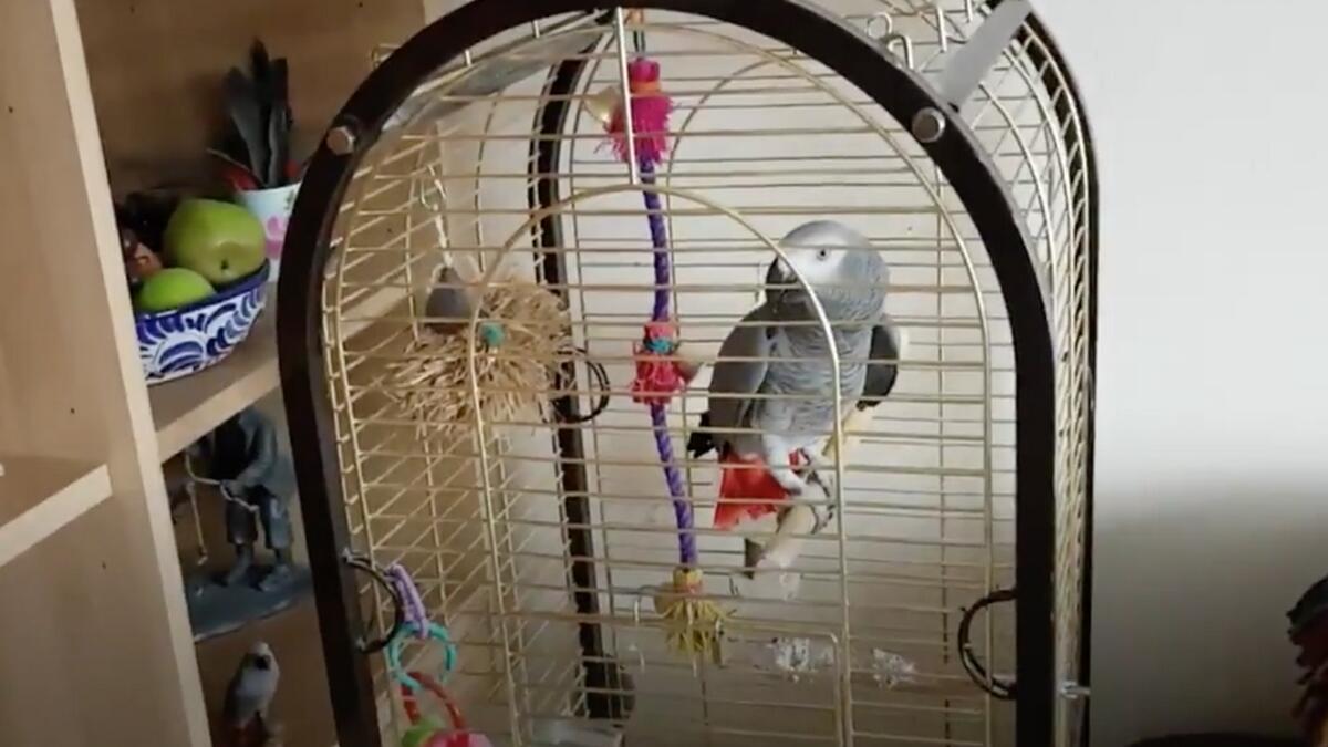 Video: Firefighters rush to rescue, find parrot imitating fire alarm