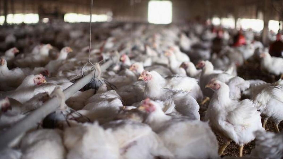 UAE bans live birds from Kuwait over bird flu fears