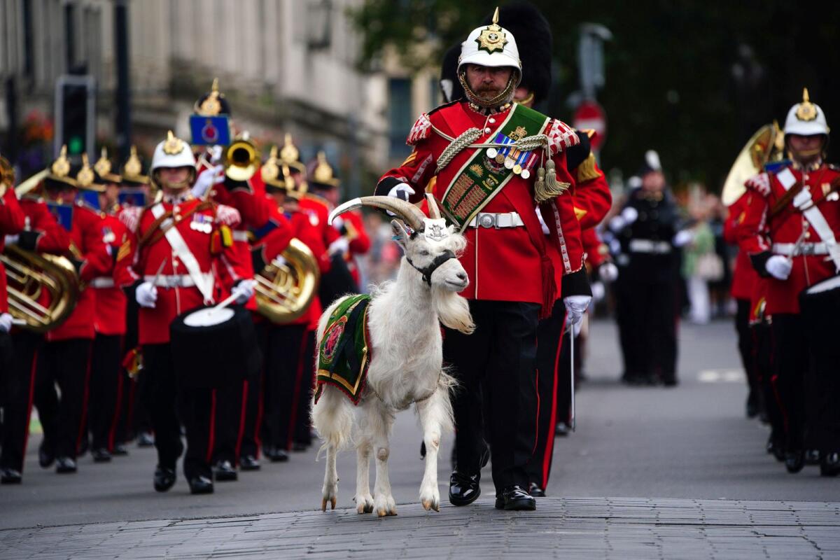 Lance Corporal Shenkin IV, the regimental mascot goat, accompanies the Third Battalion of the Royal Welsh regiment at the Accession Proclamation Ceremony at Cardiff Castle, Wales, publicly proclaiming King Charles III as the new monarch.