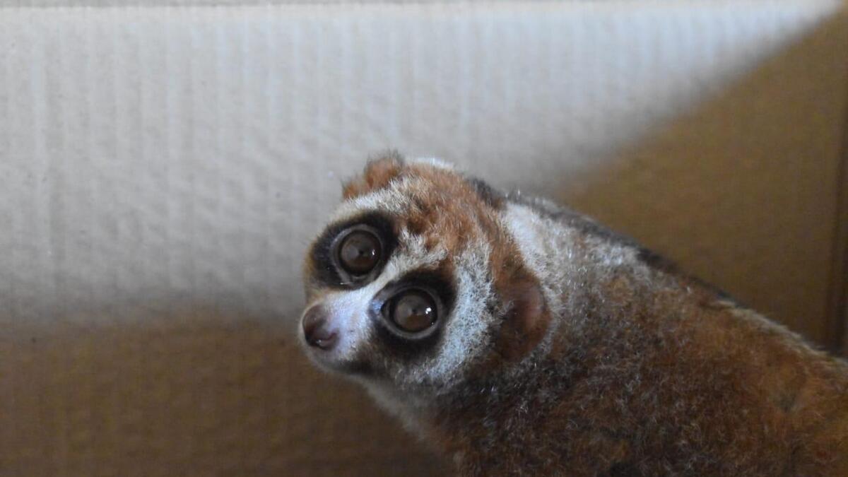 The loris found in Umm Al Quwain was rescued by Indian couple Amal and Naima Suresh.- Photo by Dhanusha Gokulan