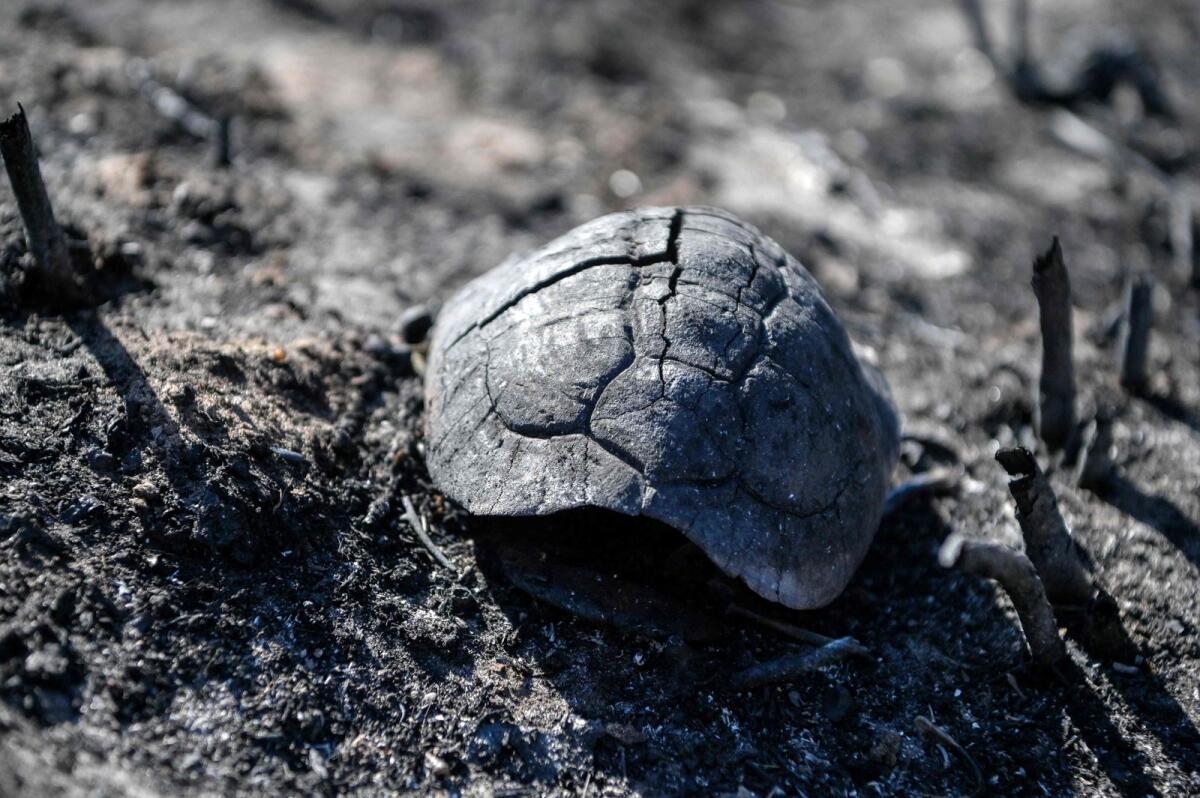 The shell of a tortoise lies on the charred ground near the village of Loutses on the Greek island of Corfu on Thursday. — AFP