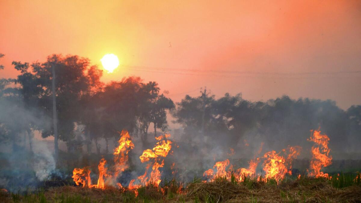A farmer burns stubble on the outskirts of Amritsar. — PTI