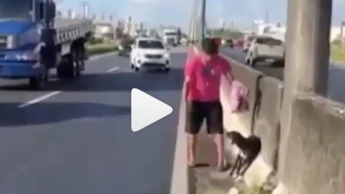 Video: Injured dog stuck in middle of busy highway rescued