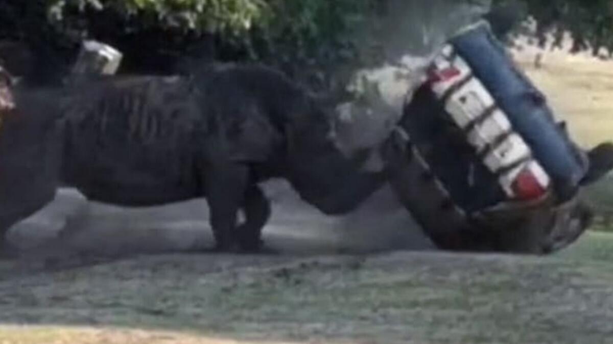 rhino attacks car, Germany, rhino