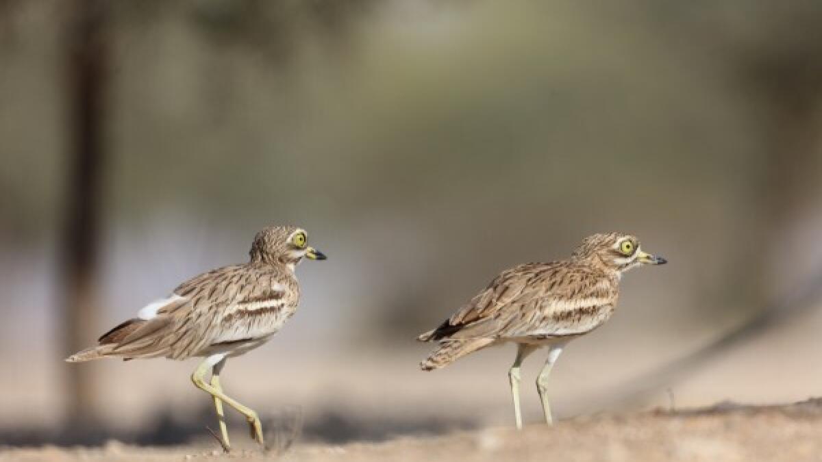 Dh20,000 fine, jail for hunting stone-curlews in UAE