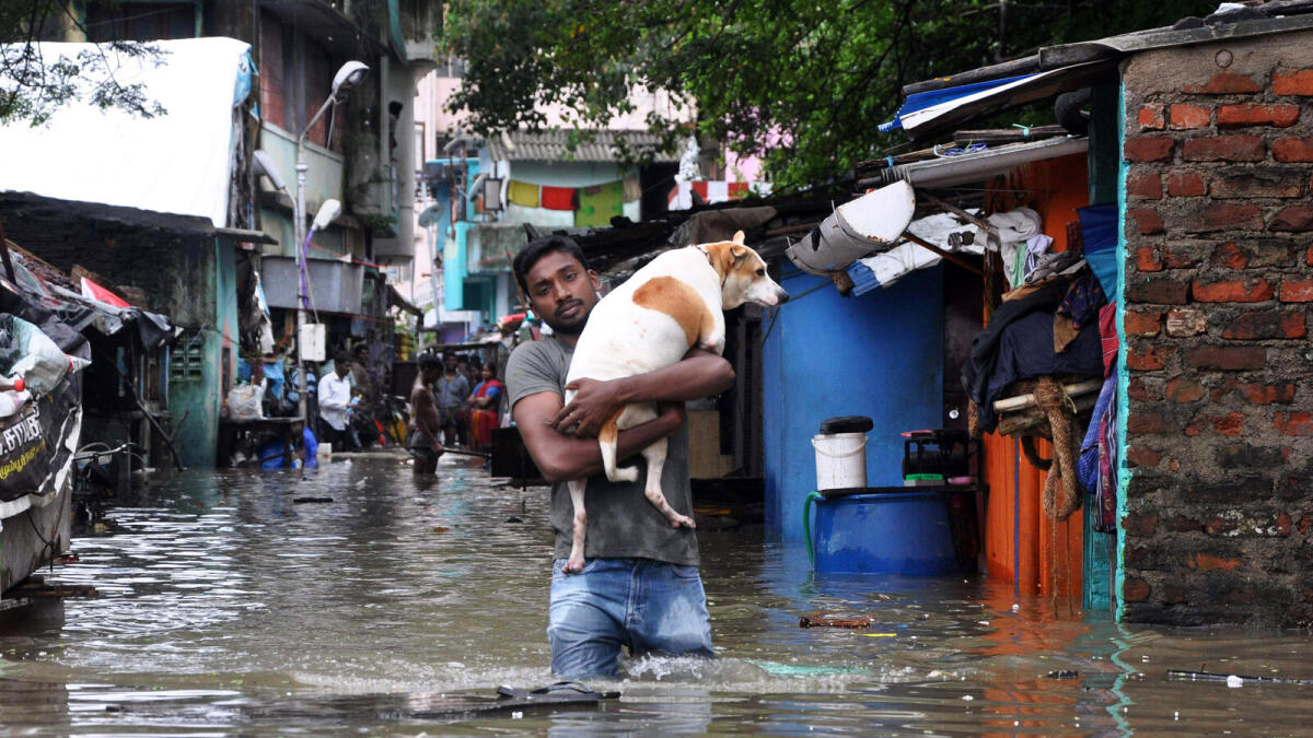 A man carries a dog and wades through a flooded street in Chennai, in the southern Indian state of Tamil Nadu, Wednesday, Dec. 2, 2015.