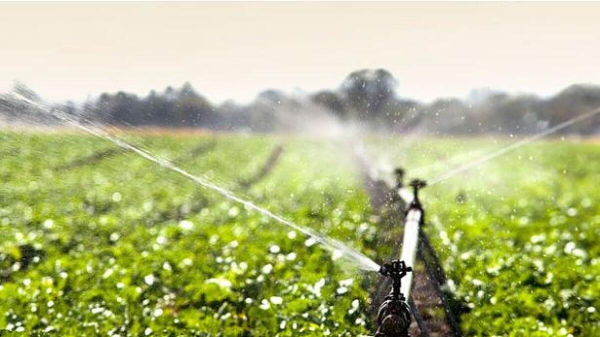 Automatic irrigation projects completed in Abu Dhabi