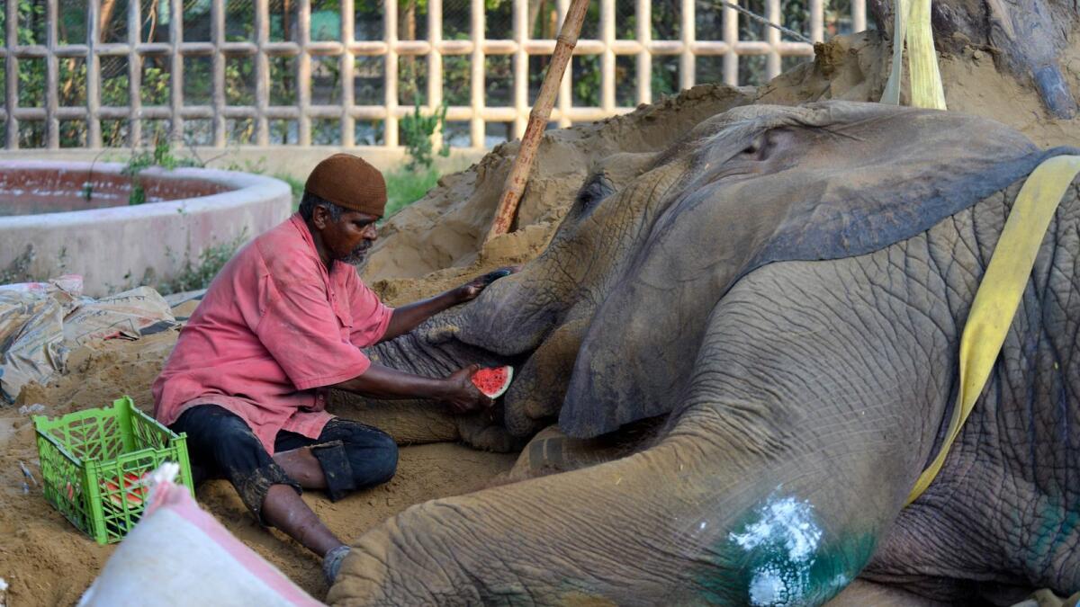 A mahout feeds elephant Noor Jehan at the Karachi Zoo. — AFP