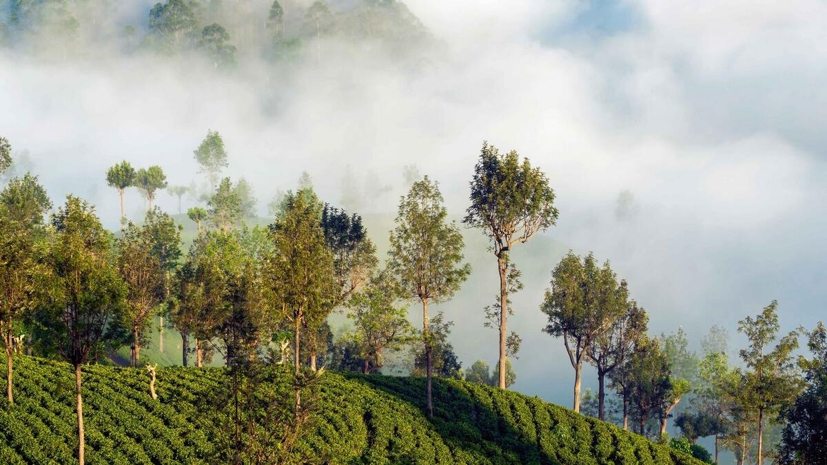 Find out why Sri Lanka is a tea-lovers paradise