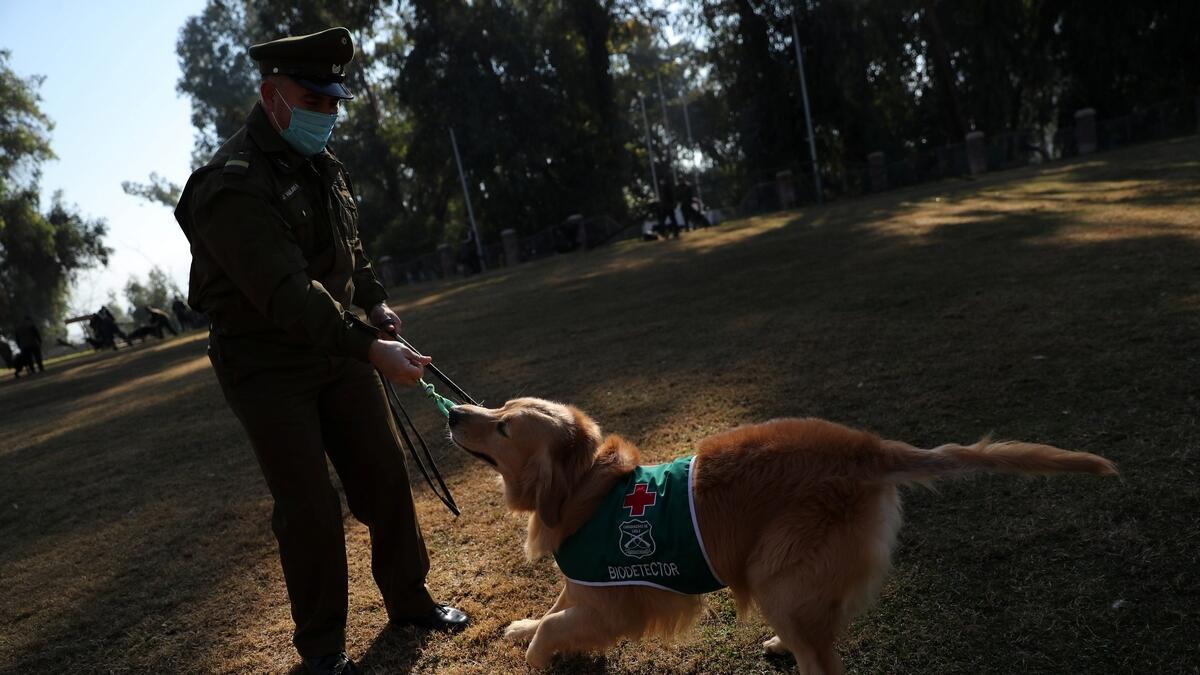 Chilean police, following, UAE, training, sniffer dogs, detect, coronavirus, Covid-19, people's sweat