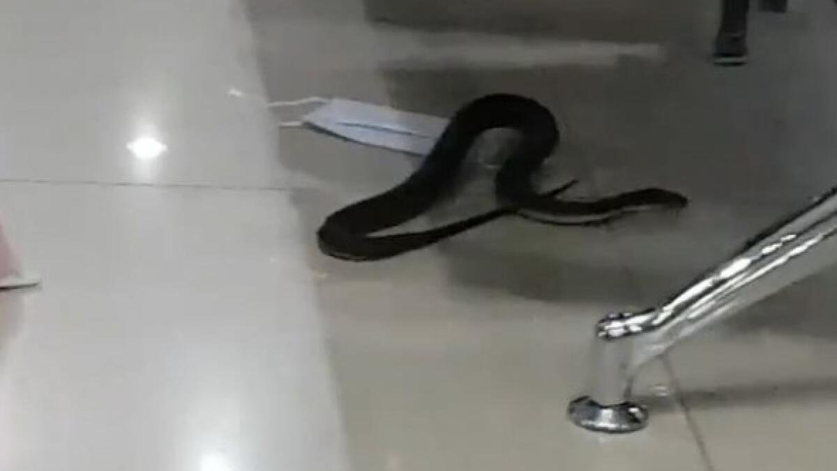 Passengers terrified after snake found in airport lounge