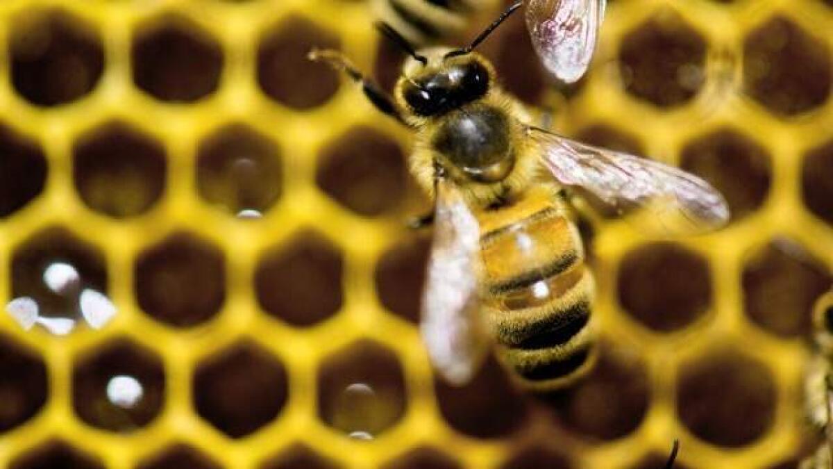 Beekeeping organisation in UAE to lead the region