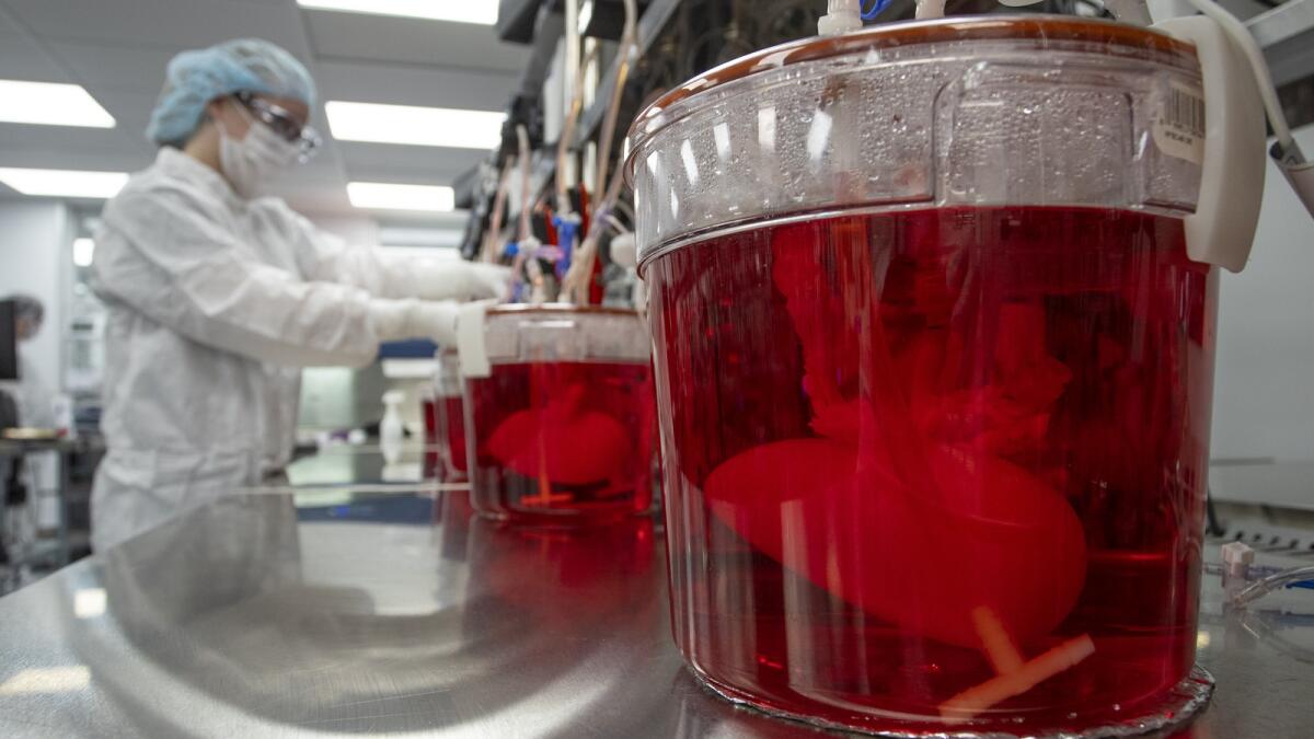 A technician works with bioreactors containing pig kidneys in a Micromatrix laboratory. — AP